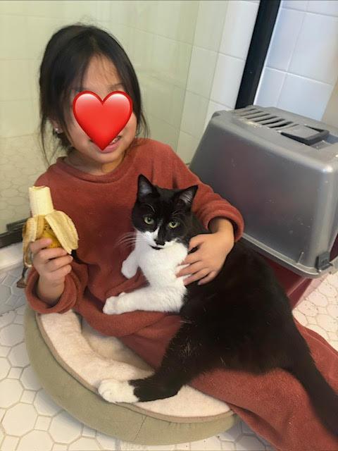 Enlarge Handy, Willow Grove area (FCID 12/12/25-402) KDC, a Adoptable Domestic Short Hair in Willow Grove, PA image 1/3