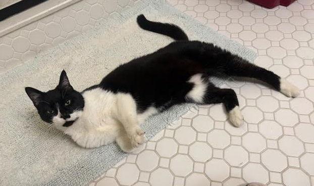 Enlarge Handy, Willow Grove area (FCID 12/12/25-402) KDC, a Adoptable Domestic Short Hair in Willow Grove, PA image 3/3