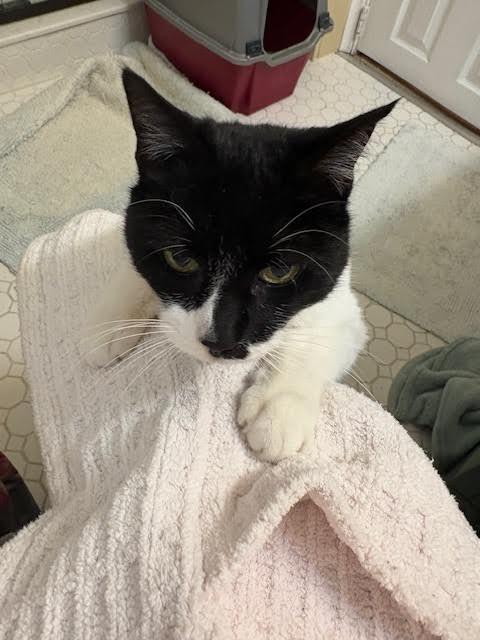 Enlarge Handy, Willow Grove area (FCID 12/12/25-402) KDC, a Adoptable Domestic Short Hair in Willow Grove, PA image 2/3