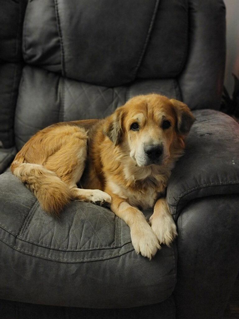 Chubbs, Adopted, Senior Male Golden Retriever.