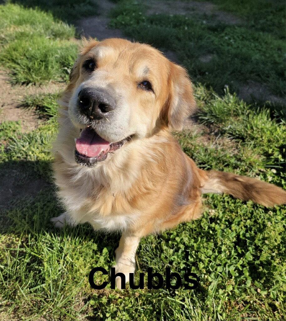 Chubbs, a Adopted Golden Retriever in Topeka, KS image 2/2