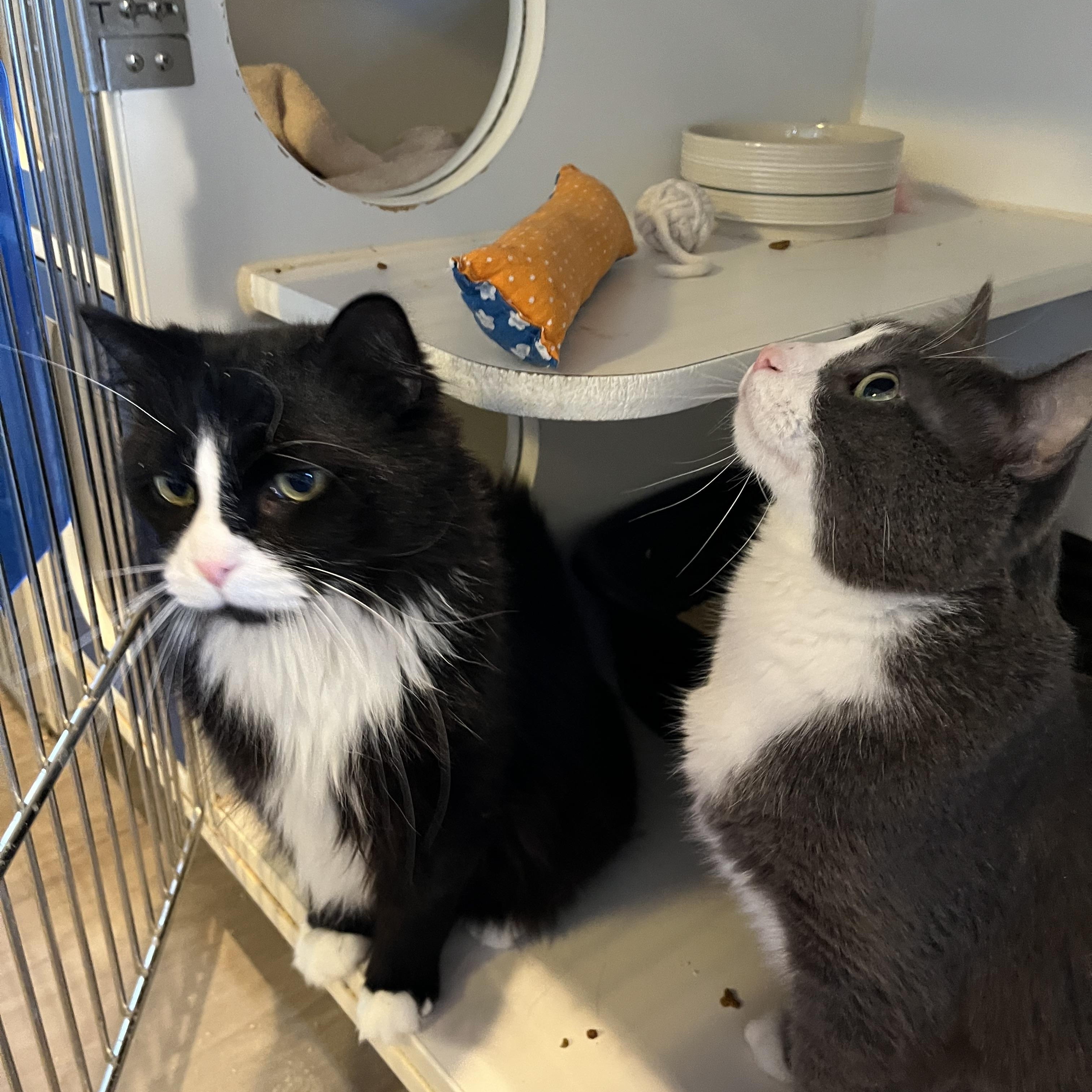 Enlarge Angus and Byron, an adopted Domestic Short Hair in Salisbury, MA image 4/6