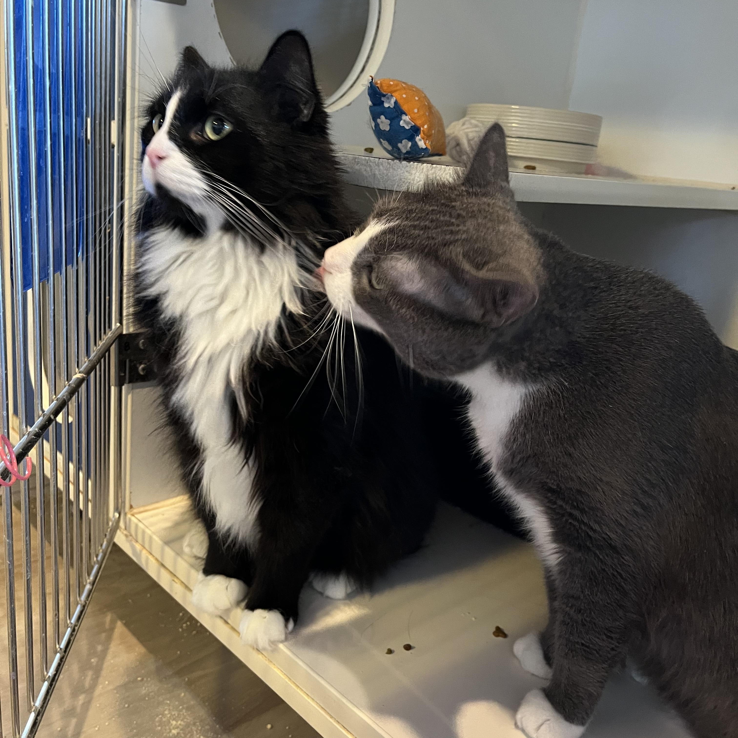 Enlarge Angus and Byron, an adopted Domestic Short Hair in Salisbury, MA image 3/6