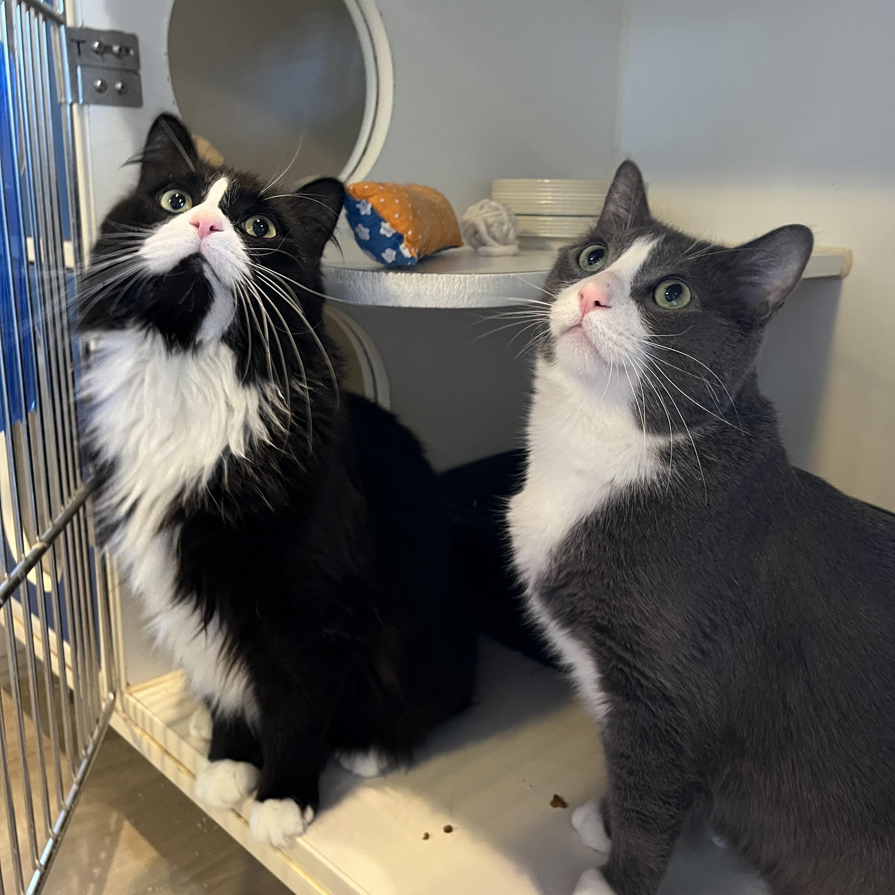 Enlarge Angus and Byron, an adopted Domestic Short Hair in Salisbury, MA image 1/6