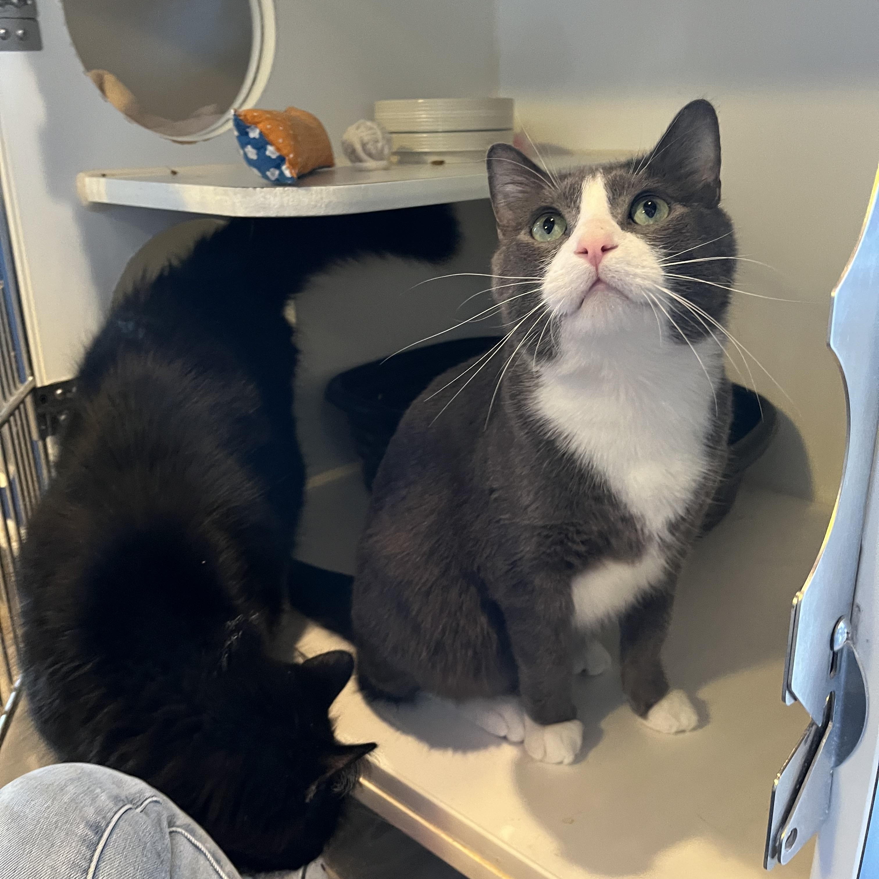 Enlarge Angus and Byron, an adopted Domestic Short Hair in Salisbury, MA image 6/6