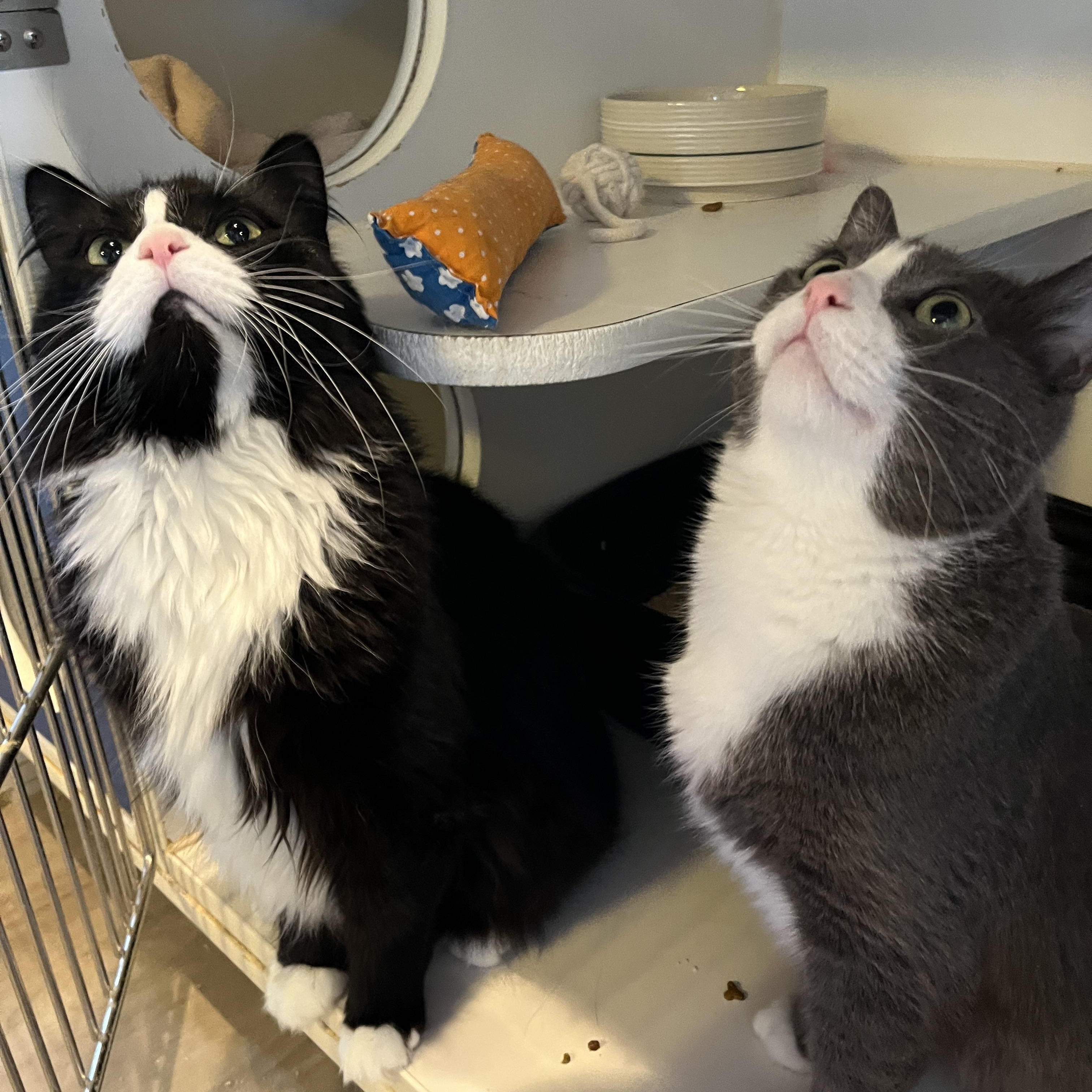 Enlarge Angus and Byron, an adopted Domestic Short Hair in Salisbury, MA image 2/6