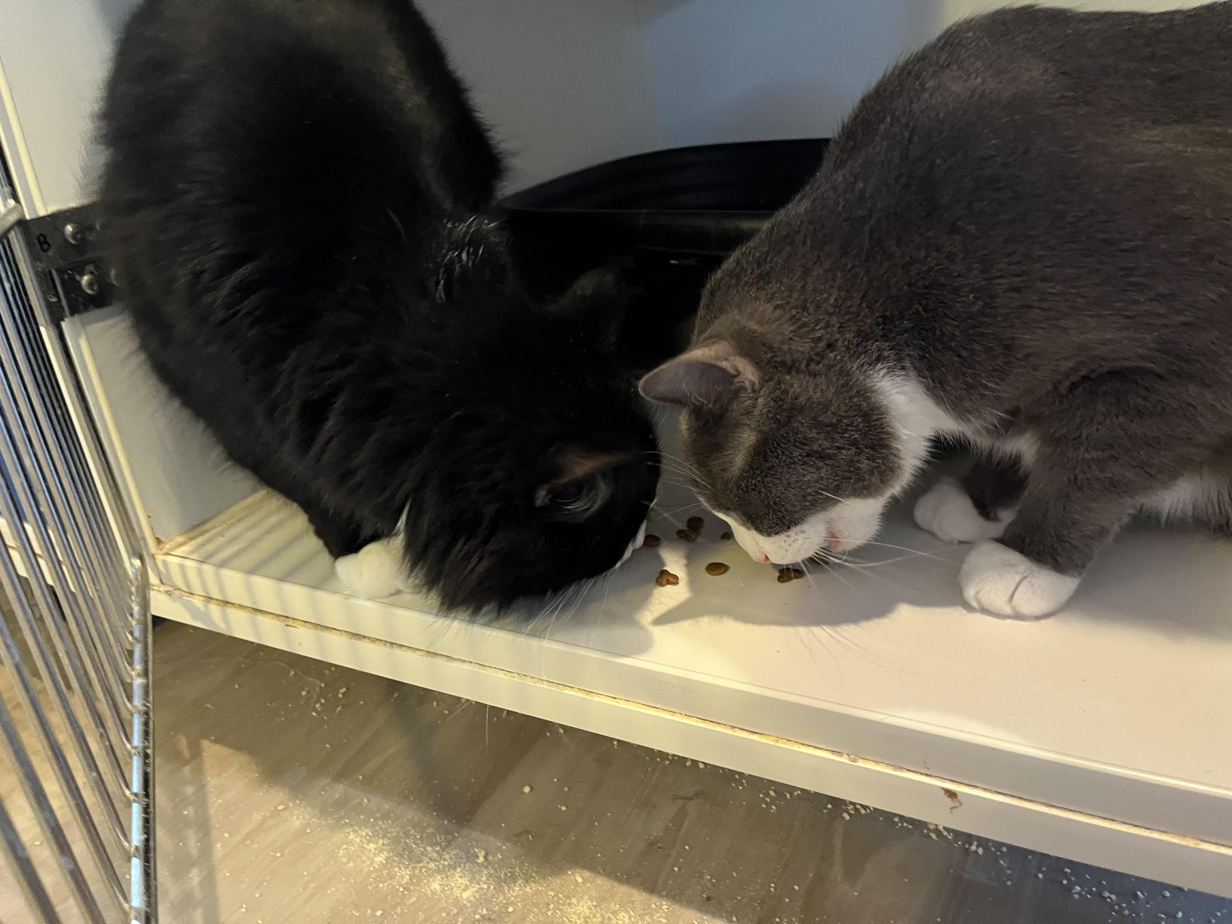 Enlarge Angus and Byron, an adopted Domestic Short Hair in Salisbury, MA image 5/6