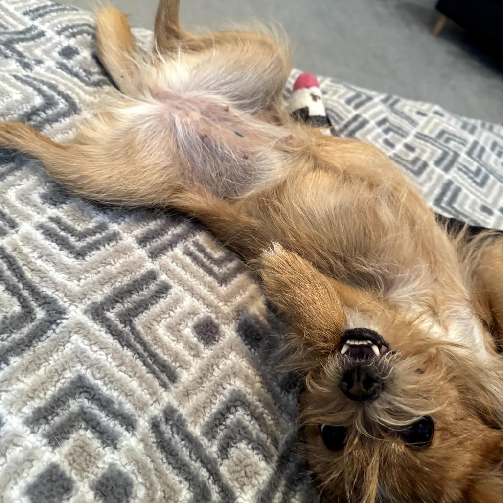 Enlarge Bubbles, a Adoptable mixed breed in Durham, NC image 1/6