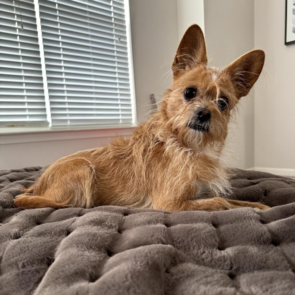 Enlarge Bubbles, a Adoptable mixed breed in Durham, NC image 3/6