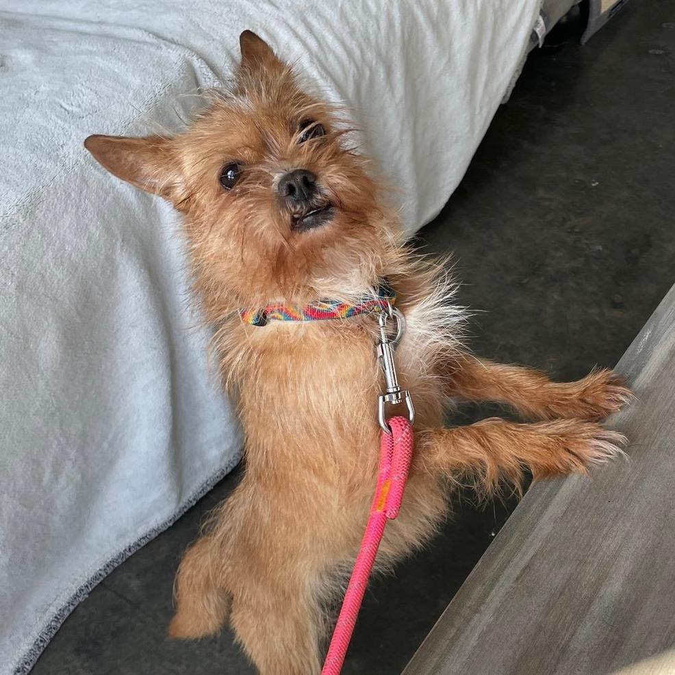 Enlarge Bubbles, a Adoptable mixed breed in Durham, NC image 5/6