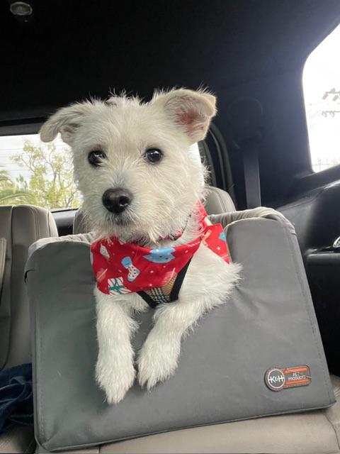 Enlarge Jack Frost, a ADOPTABLE mixed breed in benicia, CA image 1/6