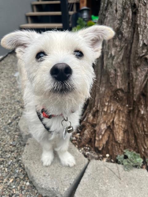 Jack Frost, ADOPTABLE, Young Male Poodle & Chihuahua.