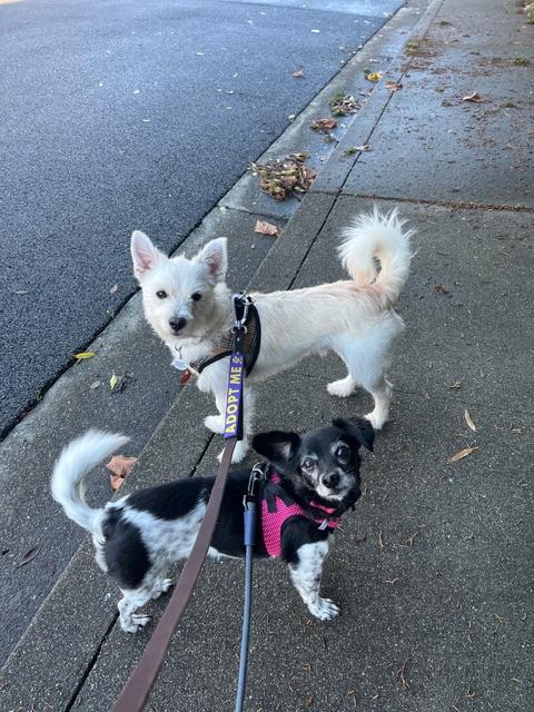 Enlarge Jack Frost, a ADOPTABLE mixed breed in benicia, CA image 4/6