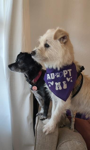 Enlarge Jack Frost, a ADOPTABLE mixed breed in benicia, CA image 2/6