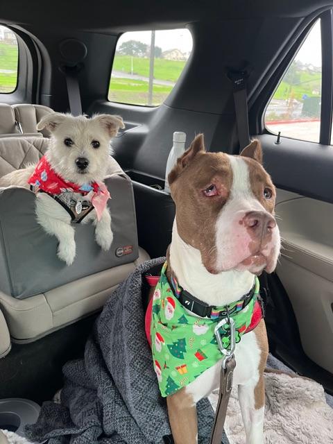 Enlarge Jack Frost, a ADOPTABLE mixed breed in benicia, CA image 3/6