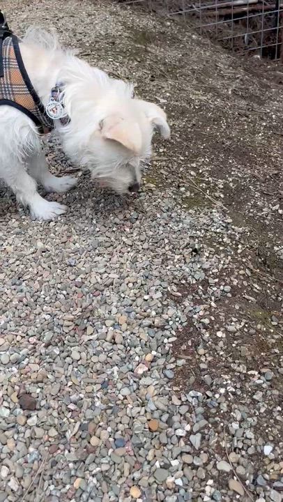 Enlarge Jack Frost, a ADOPTABLE mixed breed in benicia, CA video 6/6