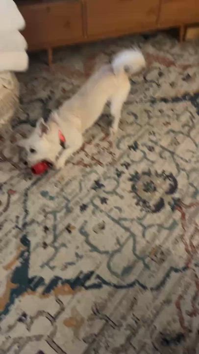 Enlarge Jack Frost, a ADOPTABLE mixed breed in benicia, CA video 5/6