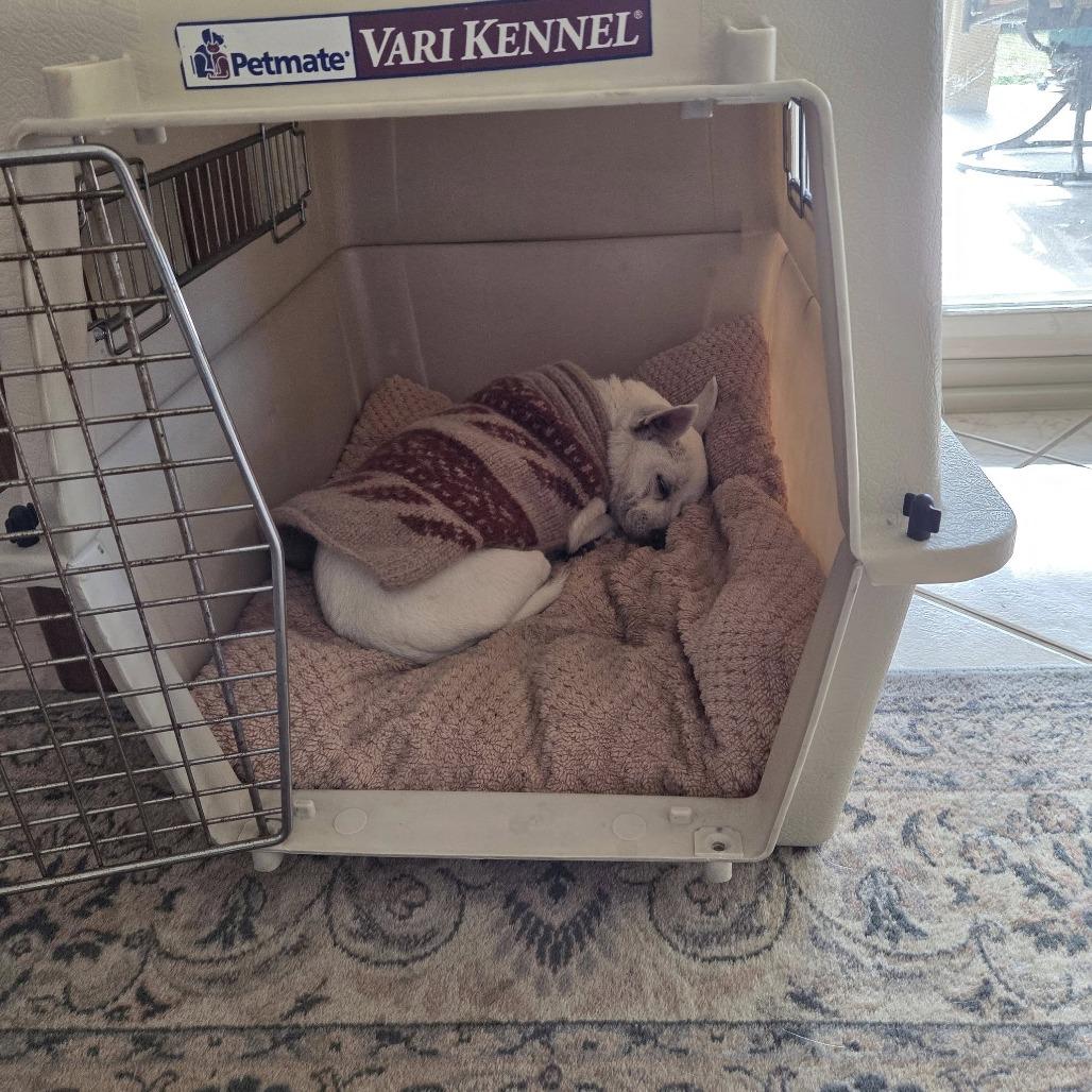 BonBon, Adoptable, Senior Male Chihuahua.