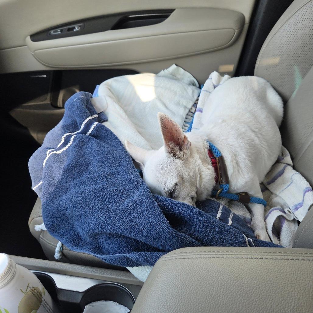 BonBon, a Adoptable Chihuahua in Silver Spring, MD image 2/6