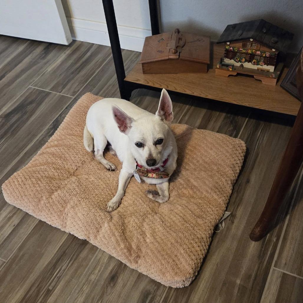 BonBon, a Adoptable Chihuahua in Silver Spring, MD image 3/6