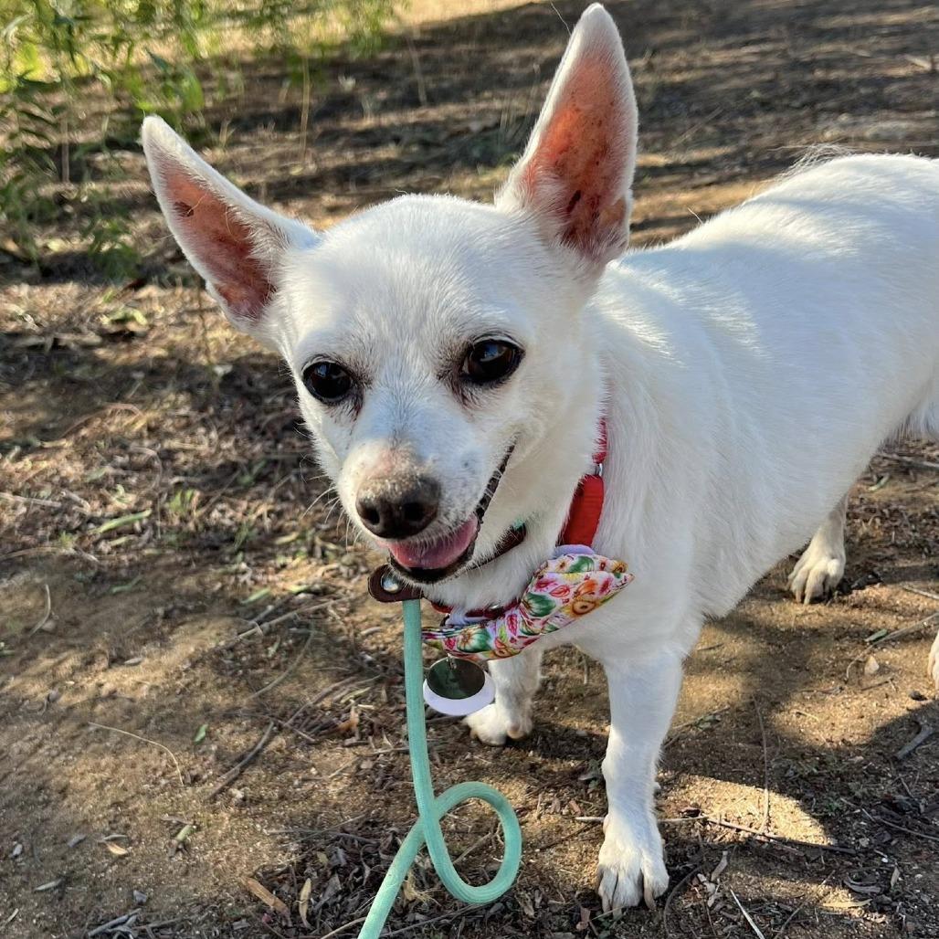 BonBon, a Adoptable Chihuahua in Silver Spring, MD image 4/6