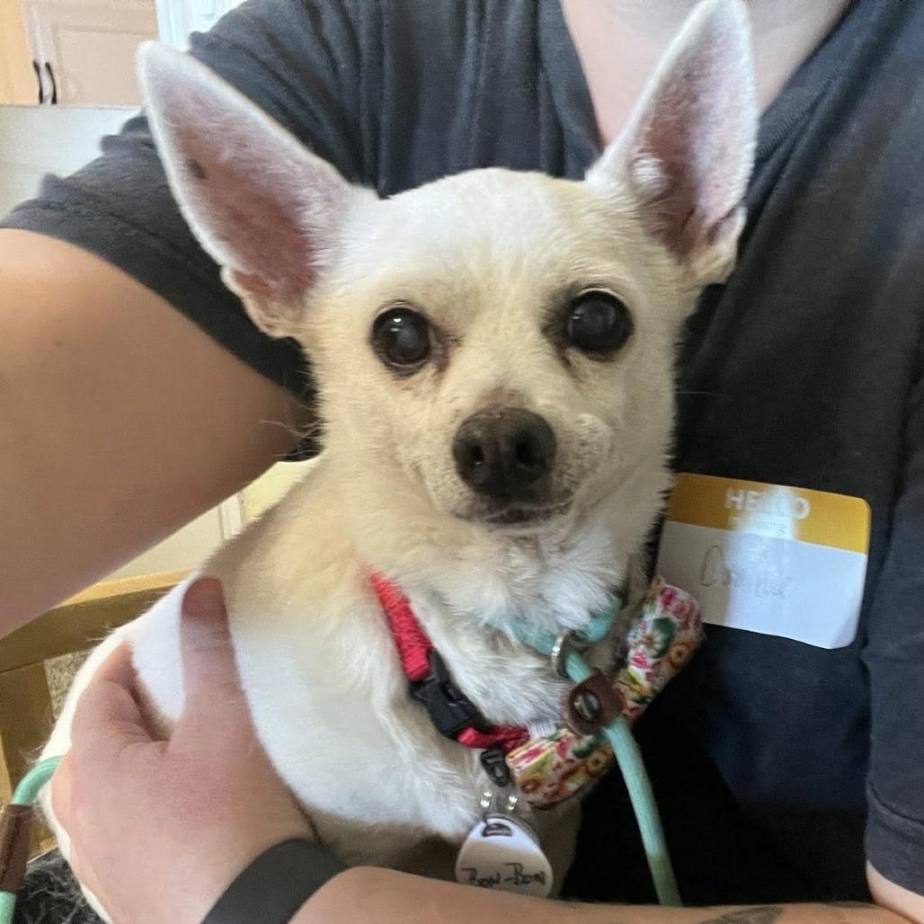 BonBon, a Adoptable Chihuahua in Silver Spring, MD image 5/6