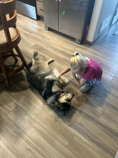 Enlarge Thelma, a Adoptable Mixed Breed in Sioux Falls, SD image 6/6