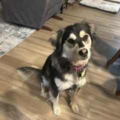 Thelma, Adoptable, Young Female Mixed Breed.