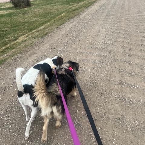Enlarge Thelma, a Adoptable Mixed Breed in Sioux Falls, SD image 3/6