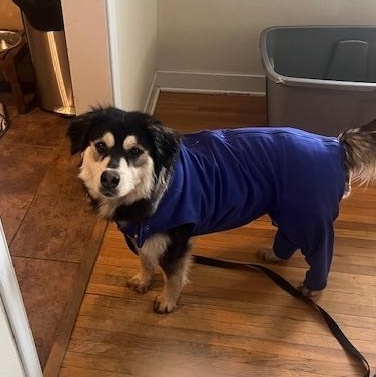 Enlarge Thelma, a Adoptable Mixed Breed in Sioux Falls, SD image 2/6