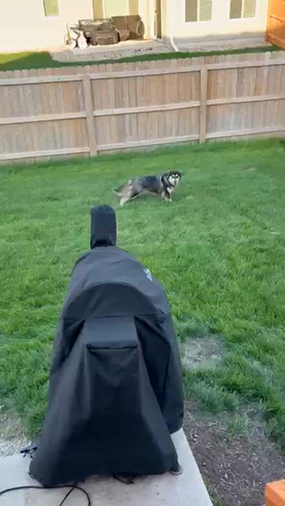 Enlarge Thelma, a Adoptable Mixed Breed in Sioux Falls, SD video 5/6