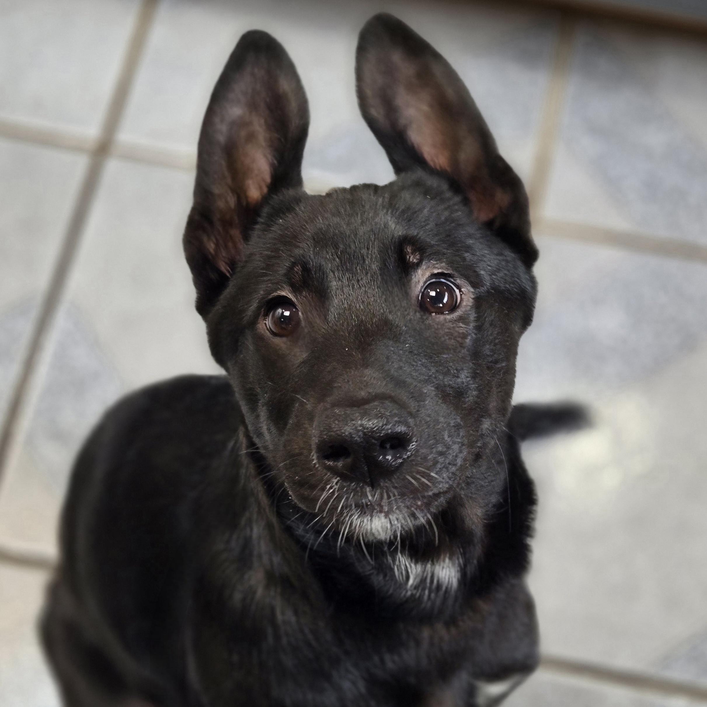 Enlarge Brobee, a ADOPTABLE mixed breed in Normal, IL image 2/5