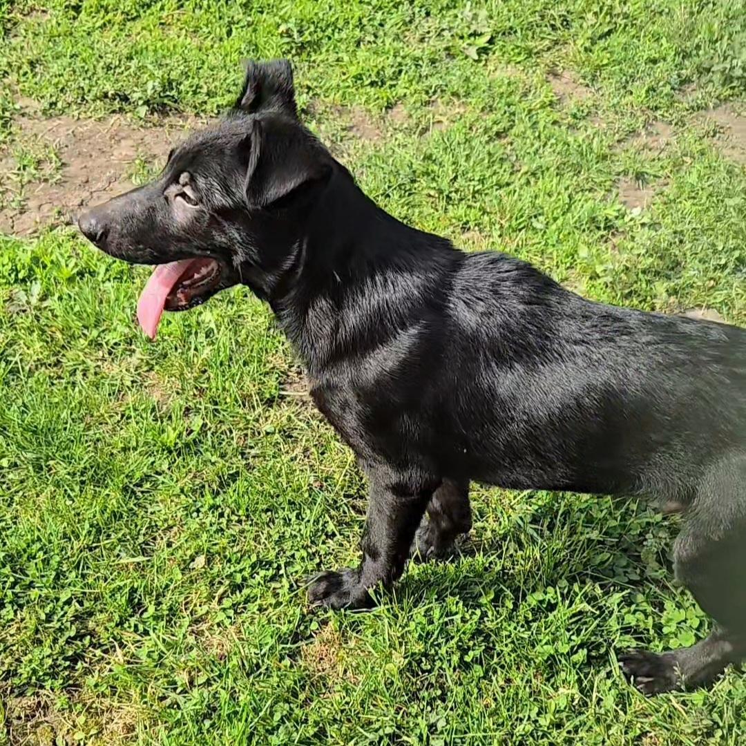Enlarge Brobee, a ADOPTABLE mixed breed in Normal, IL image 5/5