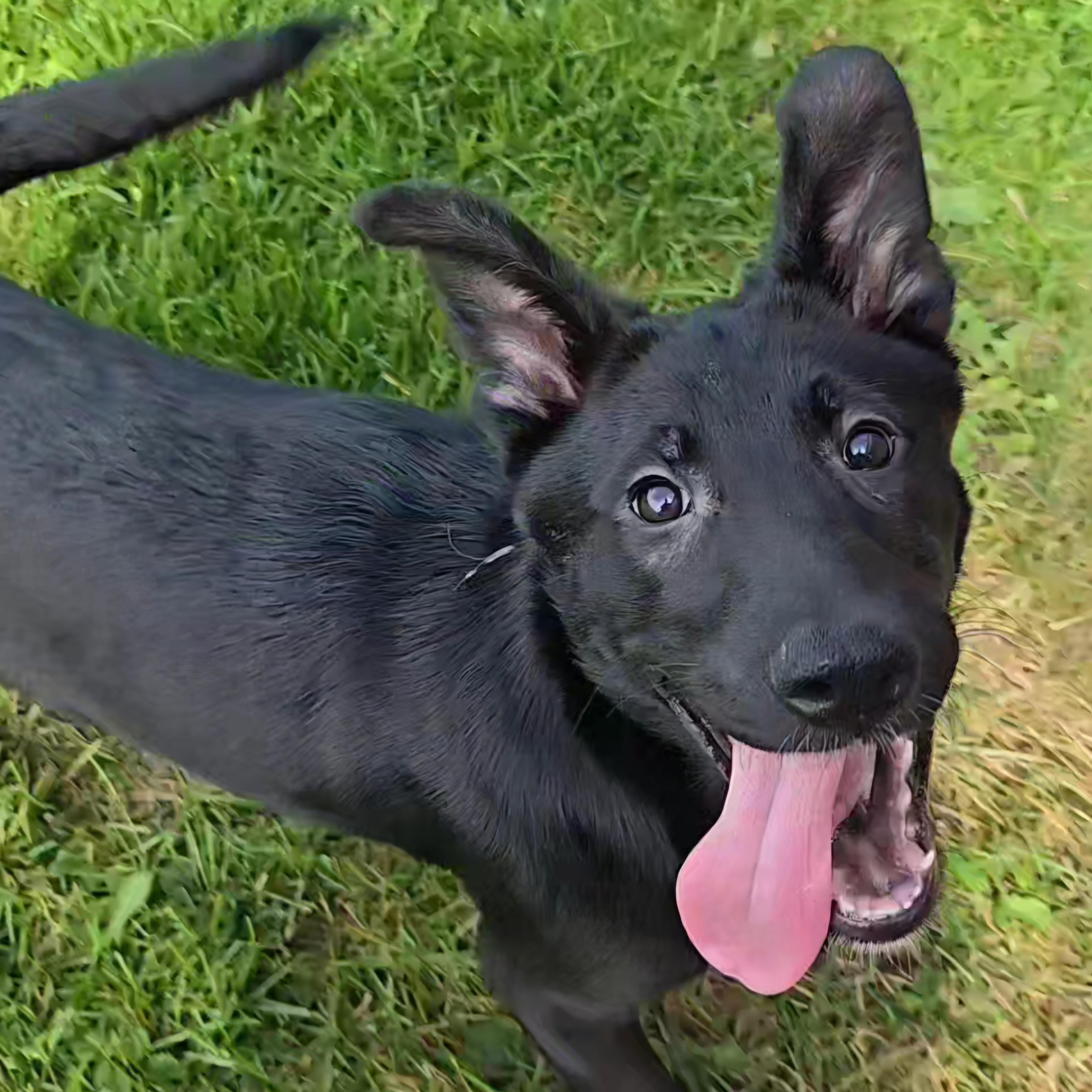 Brobee, ADOPTABLE, Puppy Female Labrador Retriever & Mixed Breed.