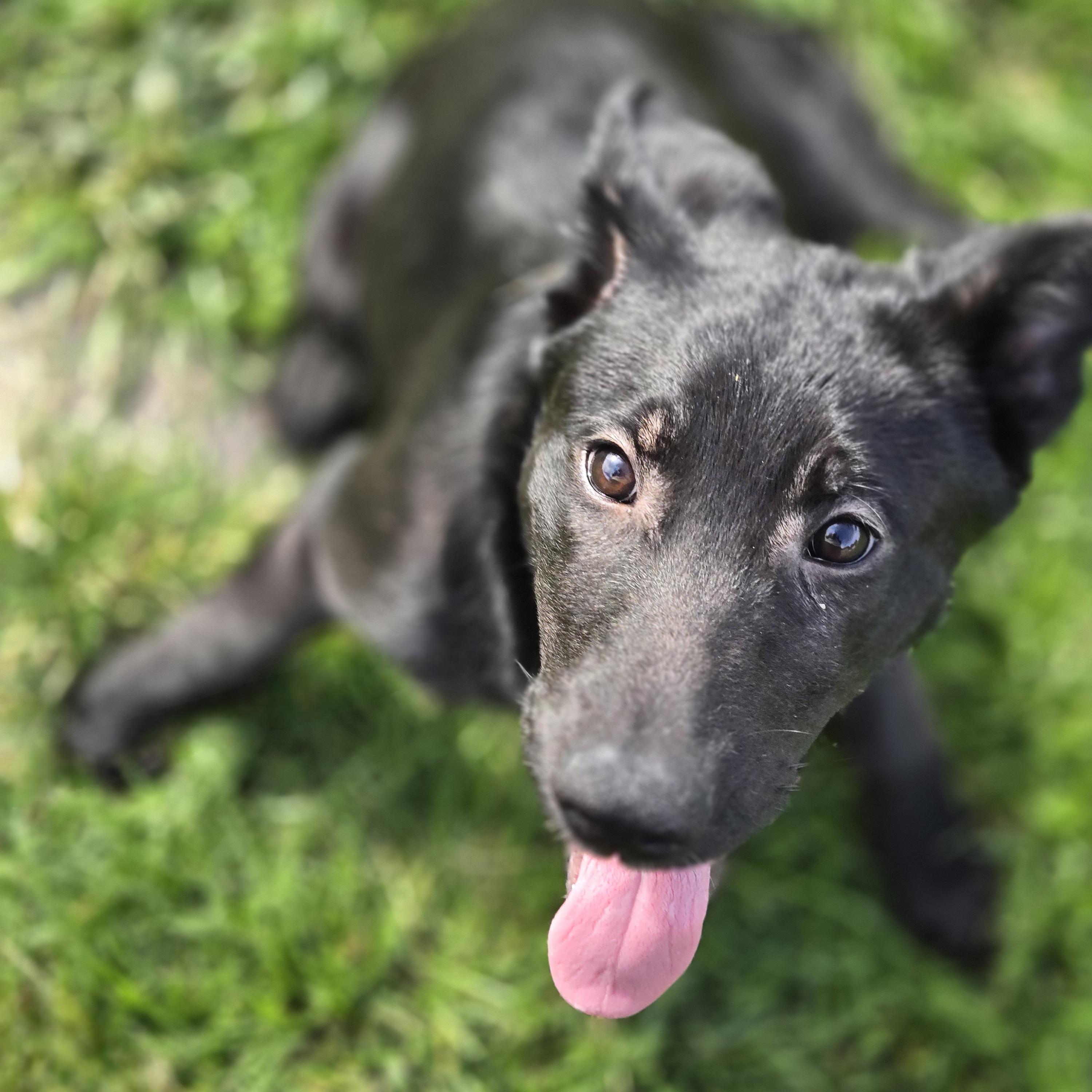 Enlarge Brobee, a ADOPTABLE mixed breed in Normal, IL image 4/5