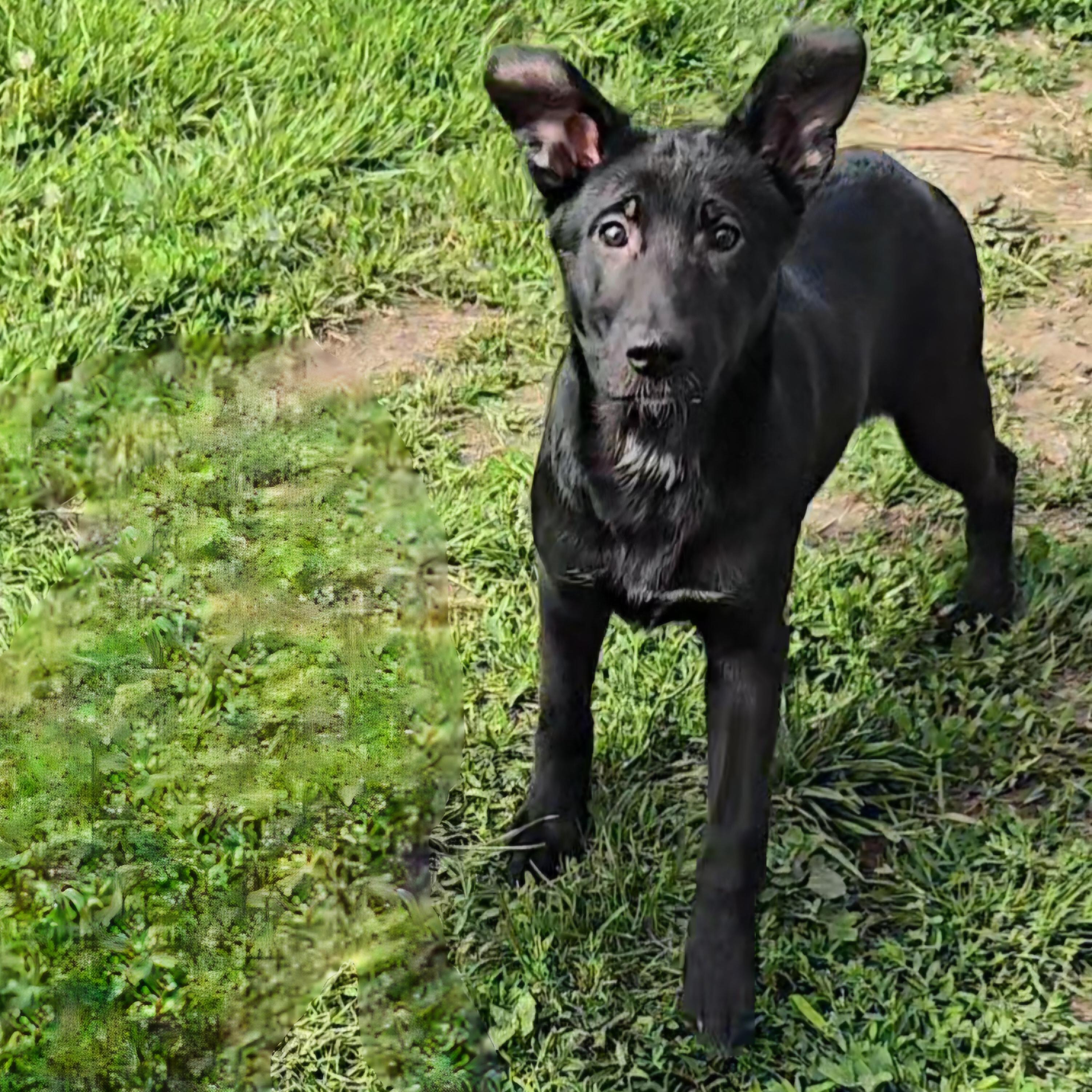 Enlarge Brobee, a ADOPTABLE mixed breed in Normal, IL image 3/5