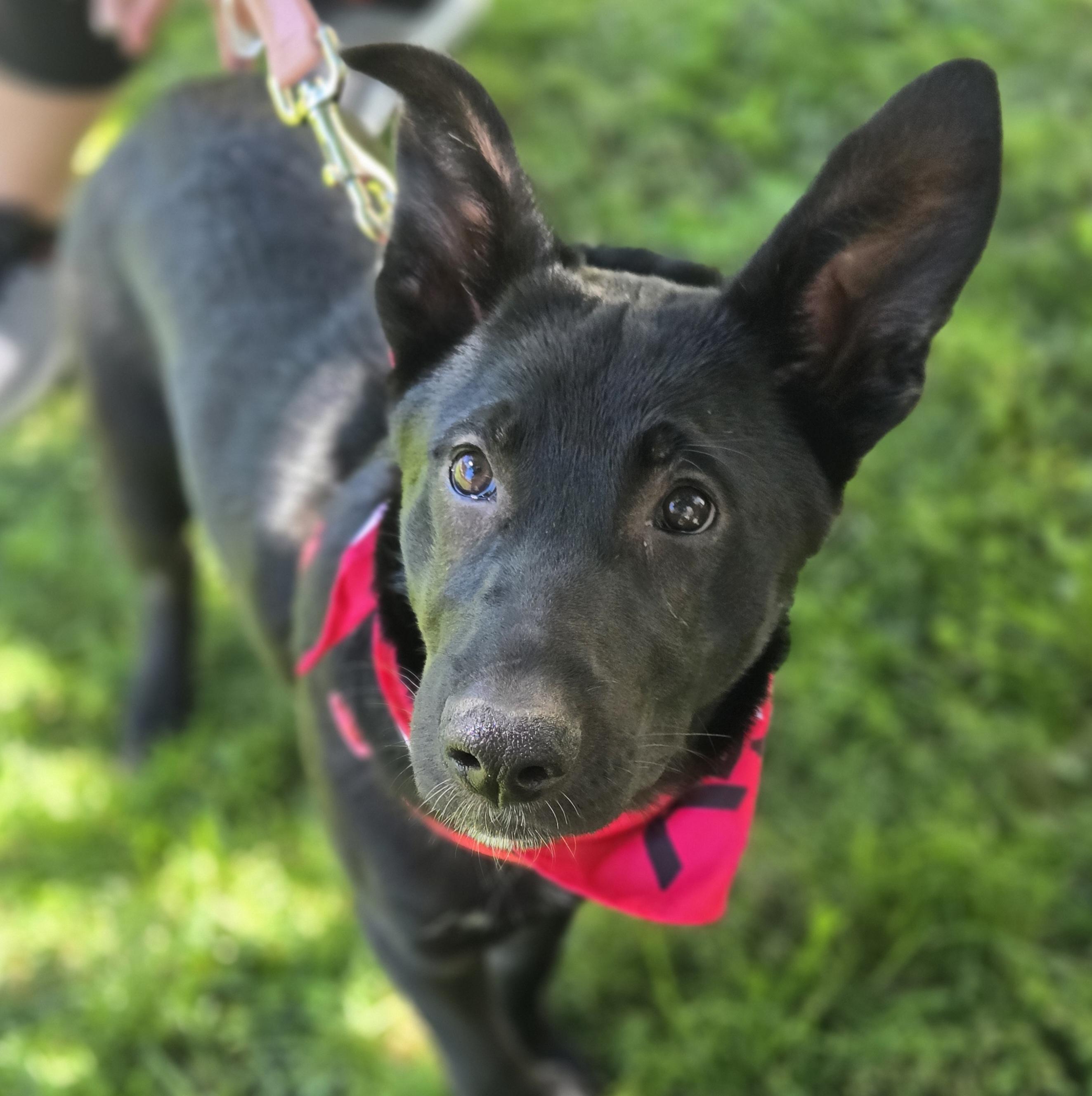 Enlarge Brobee, a ADOPTABLE mixed breed in Normal, IL image 2/6