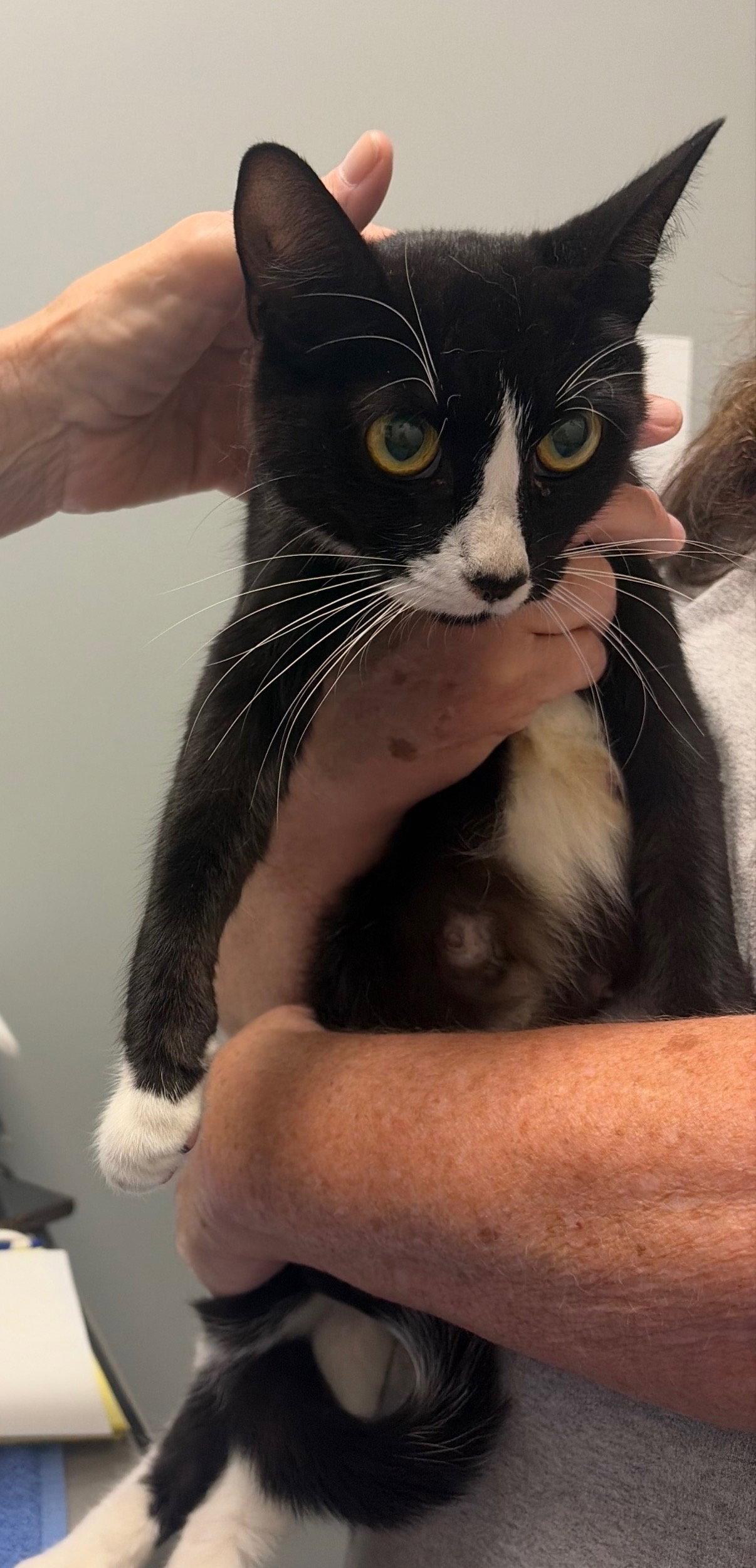 Enlarge Tinker, a Adoptable mixed breed in Blairsville, GA image 2/2