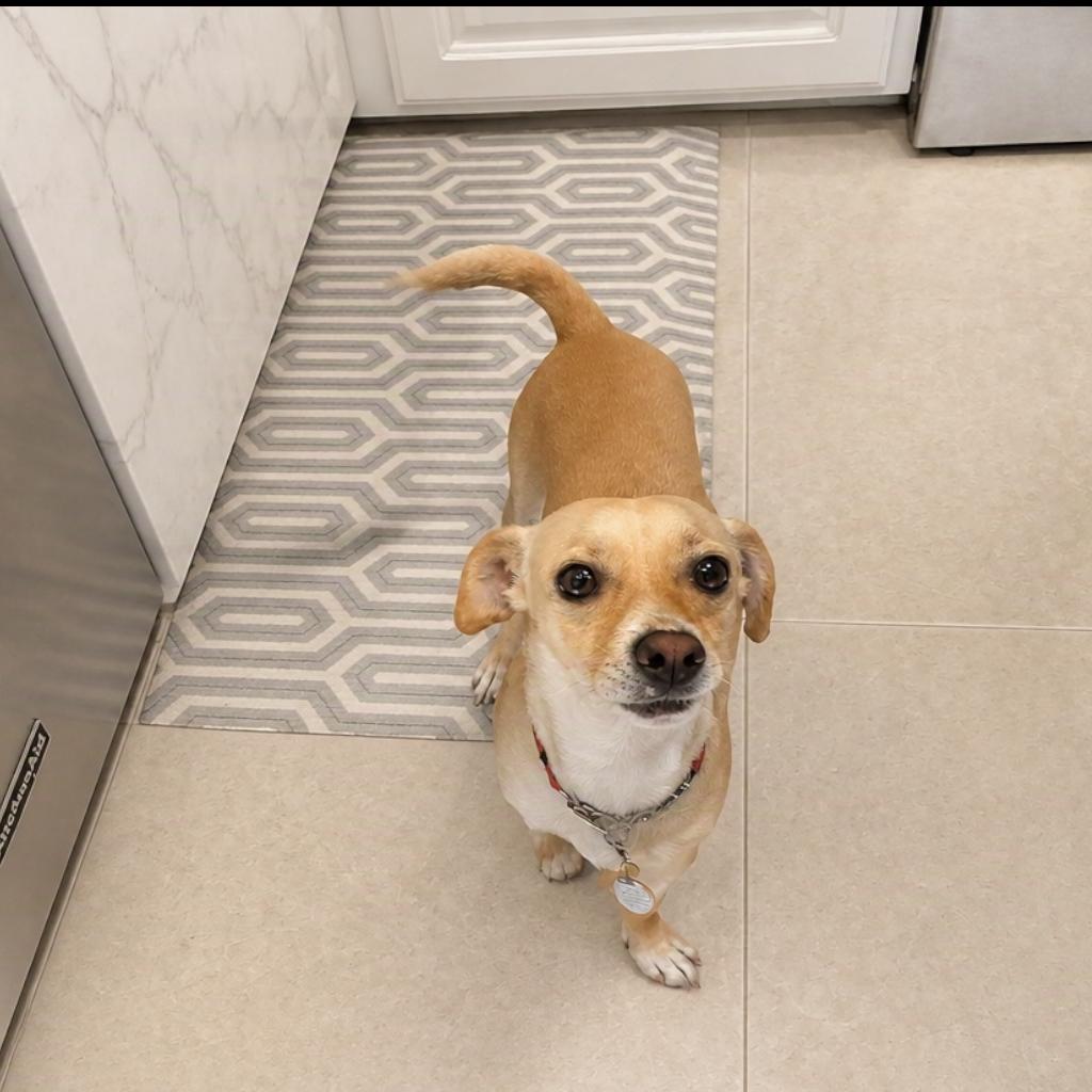 Enlarge Len, a Adoptable mixed breed in Orange, CA image 2/2