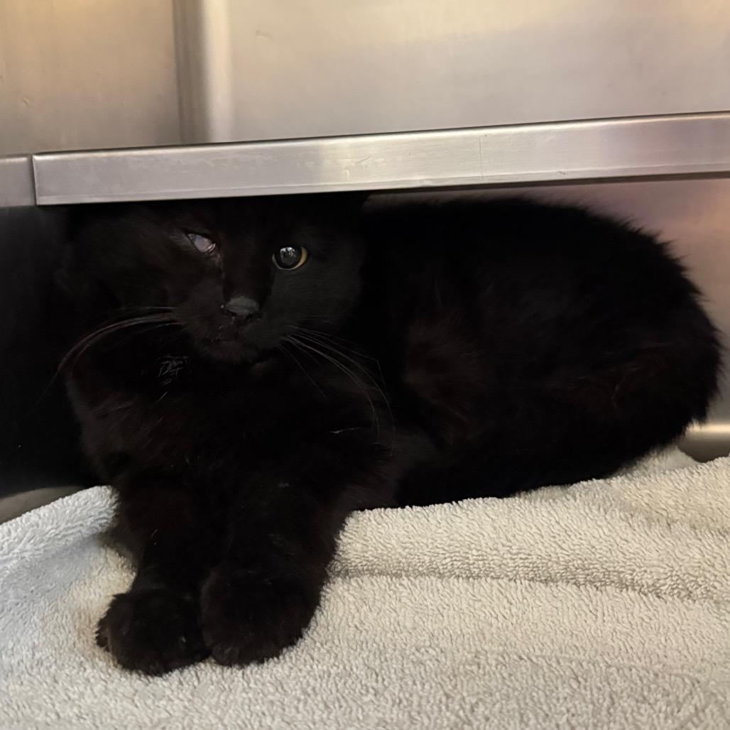 Alastor, Adoptable, Young Male Domestic Short Hair.