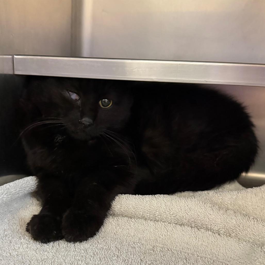 Enlarge Alastor, a Adoptable Domestic Short Hair in Bristol, IN image 2/2