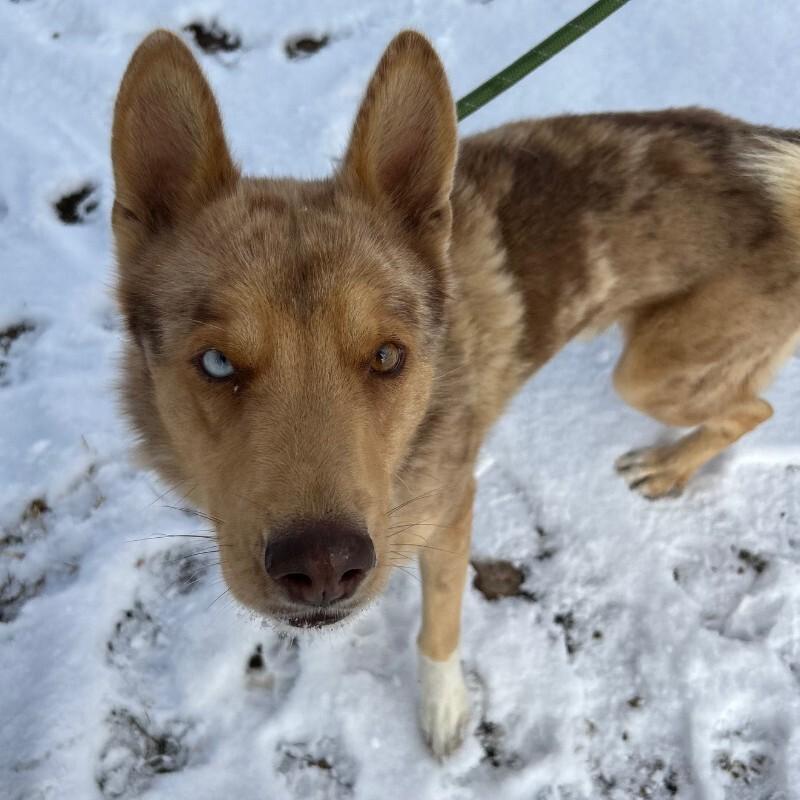 Enlarge Groovy, a Adoptable mixed breed in Westminster, CO image 2/6