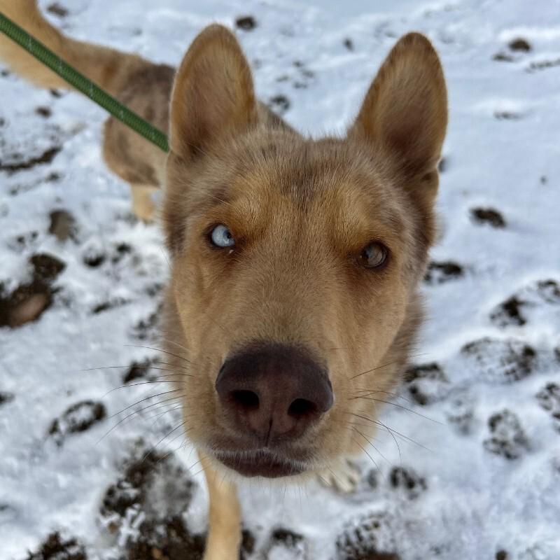 Enlarge Groovy, a Adoptable mixed breed in Westminster, CO image 4/6