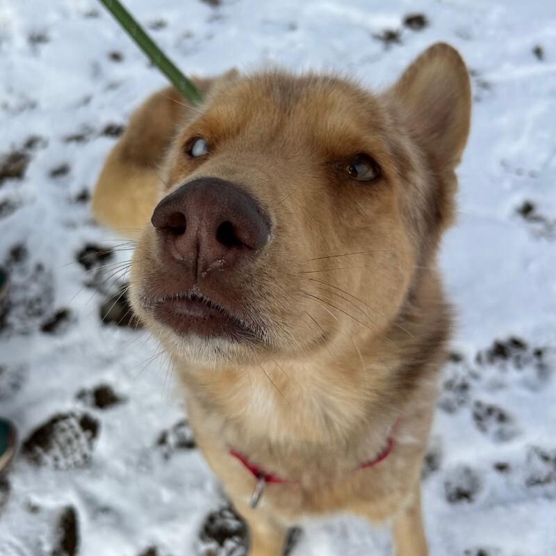 Enlarge Groovy, a Adoptable mixed breed in Westminster, CO image 5/6