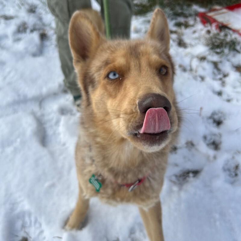Enlarge Groovy, a Adoptable mixed breed in Westminster, CO image 6/6