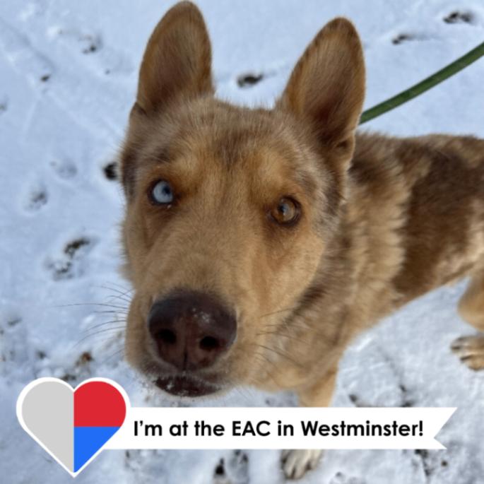 Enlarge Groovy, a Adoptable mixed breed in Westminster, CO image 1/6