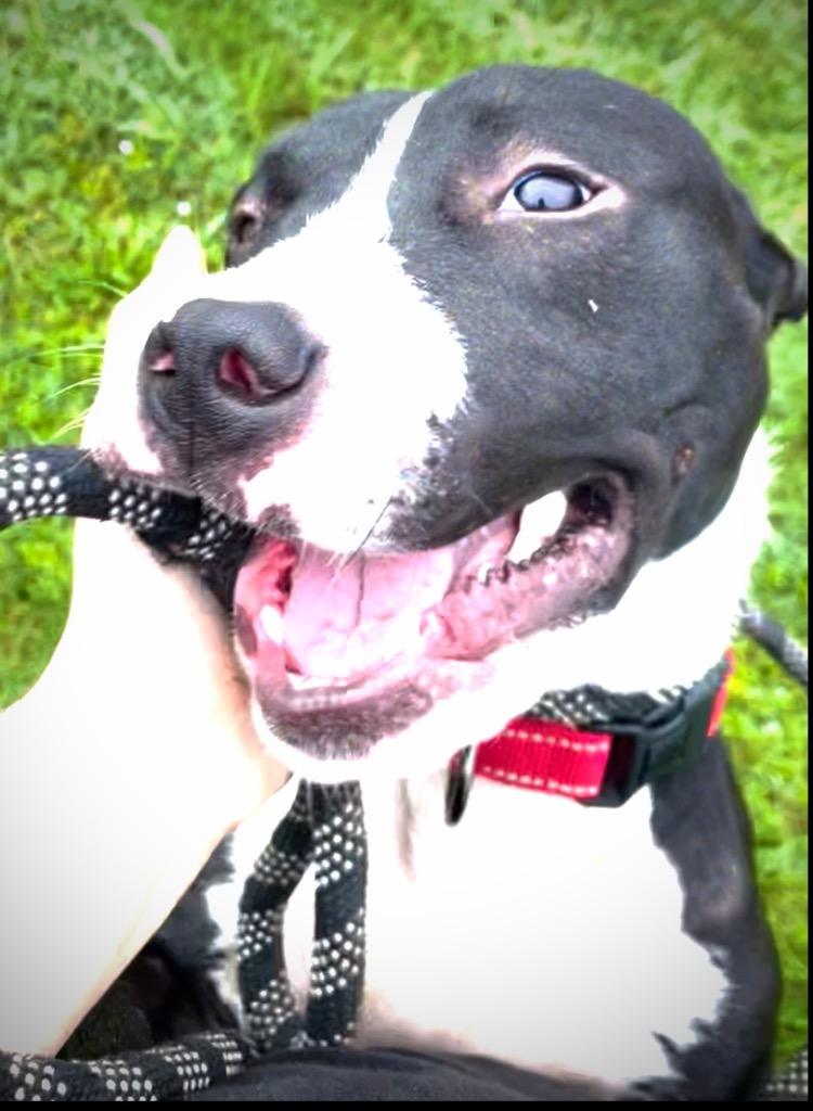 Frankie, Adoptable, Young Male Pit Bull Terrier.