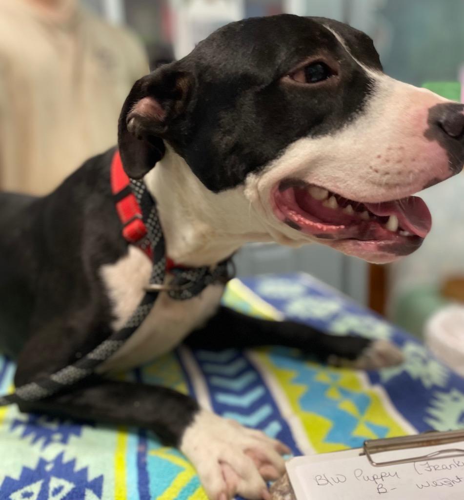 Enlarge Frankie, a Adoptable Pit Bull Terrier in Saint Francisville, LA image 2/6
