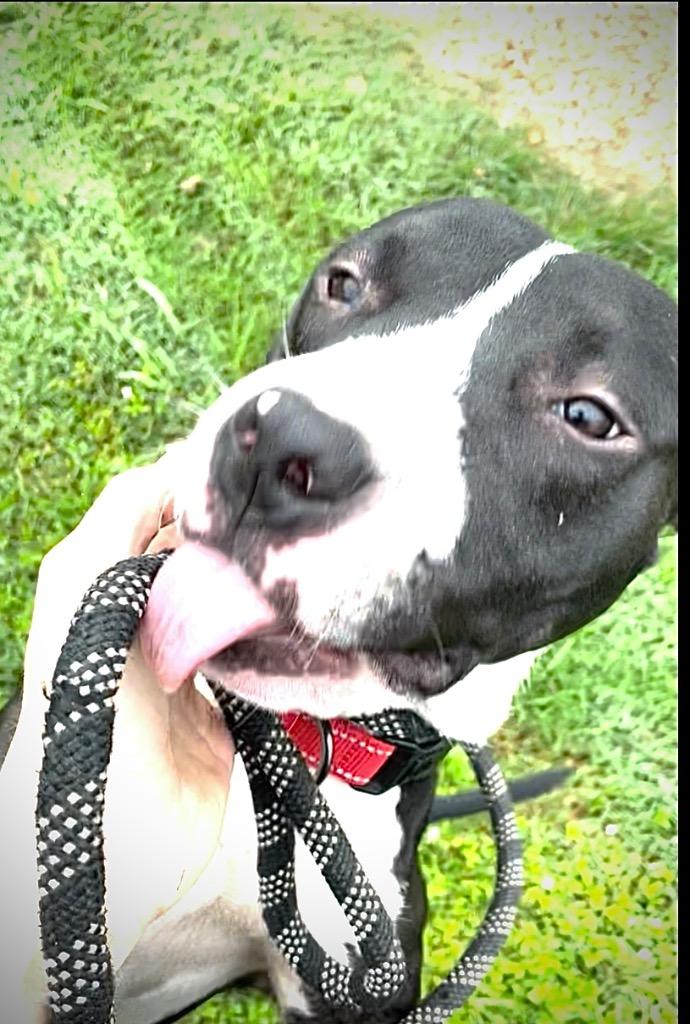 Enlarge Frankie, a Adoptable Pit Bull Terrier in Saint Francisville, LA image 3/6