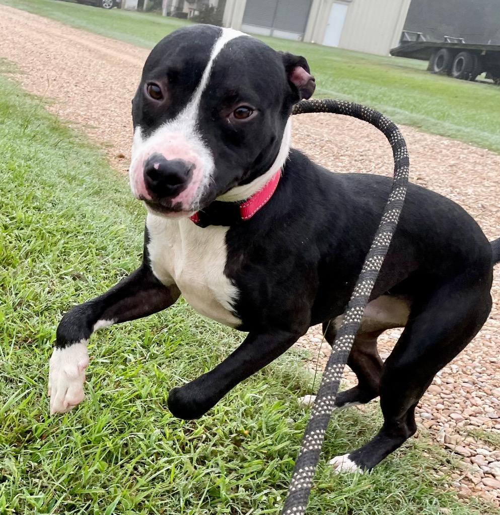 Enlarge Frankie, a Adoptable Pit Bull Terrier in Saint Francisville, LA image 4/6